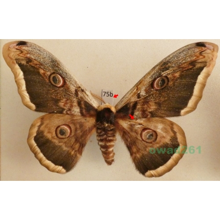 Saturnia pyri (Denis & Schiffermüller, 1775) male Pawica gruszówka Czech 104mm75b